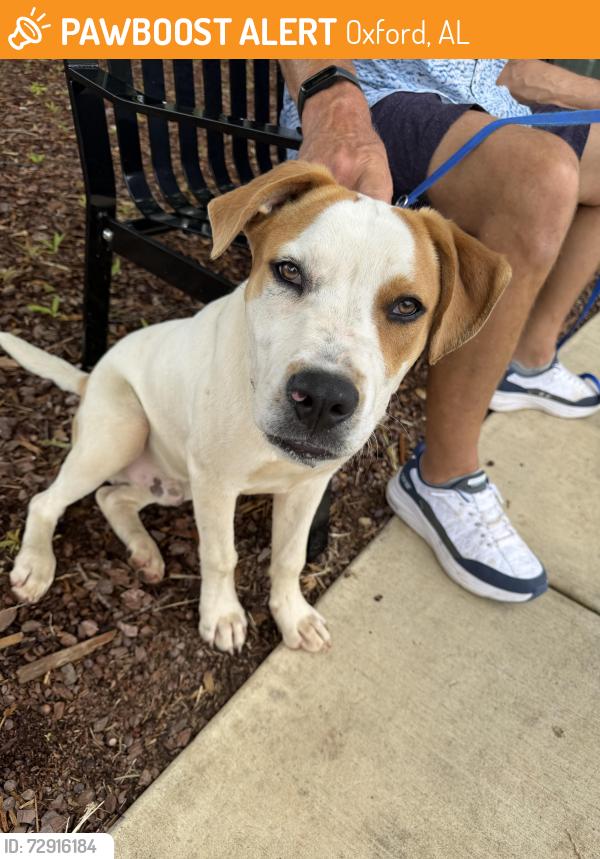 Found/Stray Male Dog last seen Choccolocco St, Oxford, AL 36203