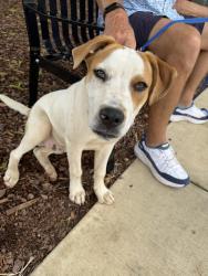 Found/Stray Male Dog last seen Choccolocco St, Oxford, AL 36203