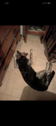 Reunited Male Dog last seen Rainbow glen road, Fallbrook, CA 92028