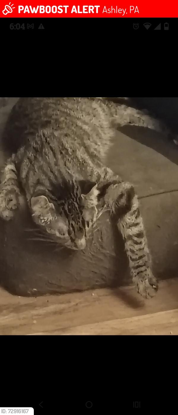 Lost Female Cat last seen by Mary Street in Ashley , Ashley, PA 18706