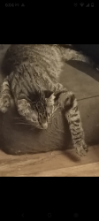 Lost Female Cat last seen by Mary Street in Ashley , Ashley, PA 18706