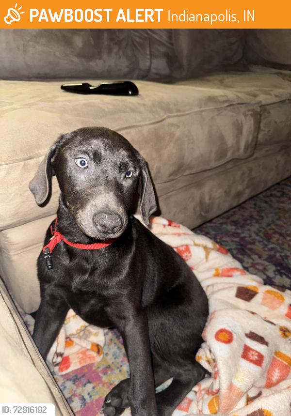 Found/Stray Female Dog last seen Oakland and Michigan , Indianapolis, IN 46201