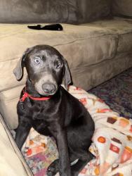 Found/Stray Female Dog last seen Oakland and Michigan , Indianapolis, IN 46201