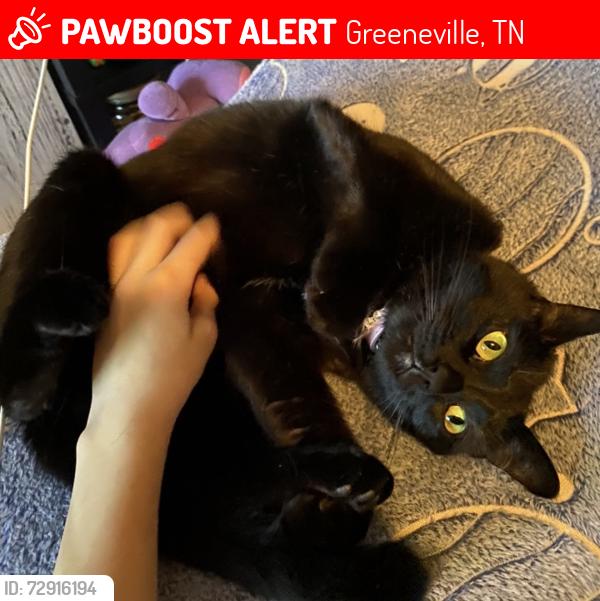 Lost Female Cat last seen Near Hardin park , Greeneville, TN 37743