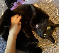 Lost Female Cat last seen Near Hardin park , Greeneville, TN 37743