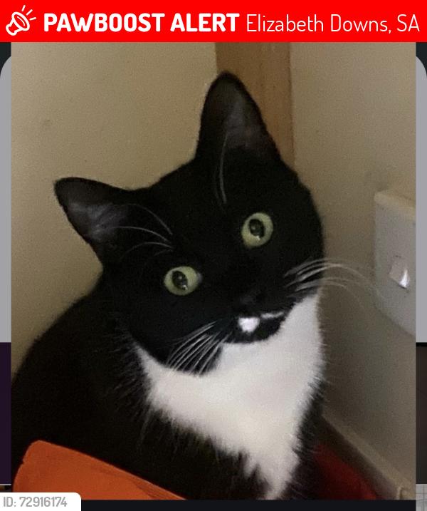 Lost Male Cat last seen Craigmore shopping centre , Elizabeth Downs, SA 5113