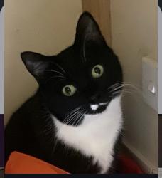 Lost Male Cat last seen Craigmore shopping centre , Elizabeth Downs, SA 5113