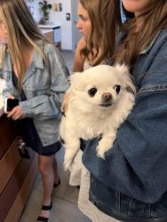 Reunited Unknown Dog last seen Dayton , Englewood, CO 80111