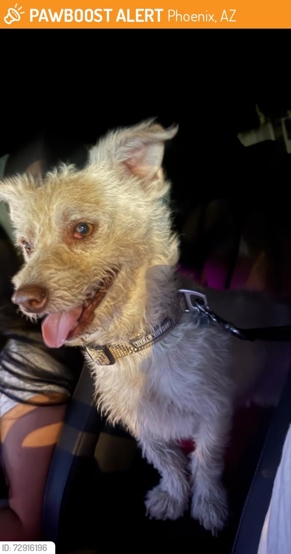 Found/Stray Male Dog last seen Central & Camelback AJ’s Plaza, Phoenix, AZ 85013