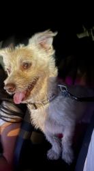 Found/Stray Male Dog last seen Central & Camelback AJ’s Plaza, Phoenix, AZ 85013