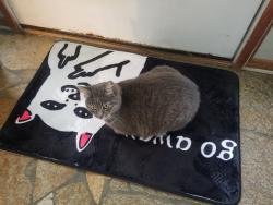 Reunited Female Cat last seen Evanston &Dayton, Seattle, WA 98133