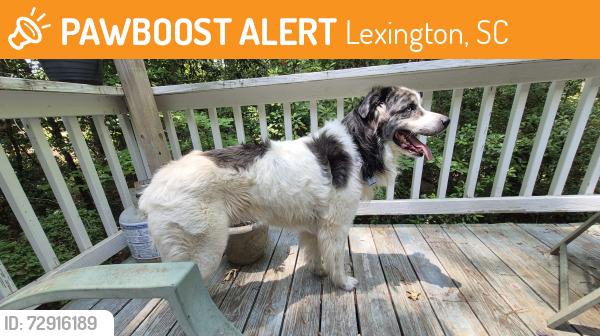 Found/Stray Male Dog last seen Mineral Springs Rd and Timbergate Dr. , Lexington, SC 29073