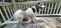 Found/Stray Male Dog last seen Mineral Springs Rd and Timbergate Dr. , Lexington, SC 29073