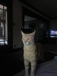 Reunited Male Cat last seen Near Hubbard St, Green Bay, WI 54303, USA, Green Bay, WI 54303