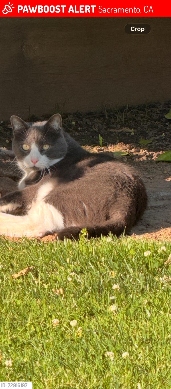 Lost Male Cat last seen Griggs Way, 95831, Sacramento, CA 95831