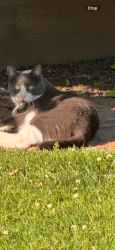 Lost Male Cat last seen Griggs Way, 95831, Sacramento, CA 95831