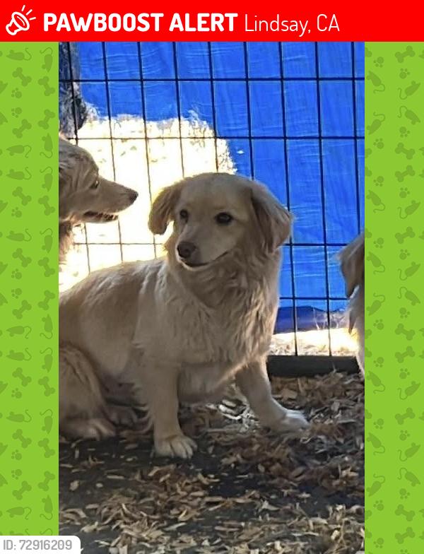 Deceased Female Dog last seen Near Ave 216, Lindsay, CA 93247, USA, Lindsay, CA 93247