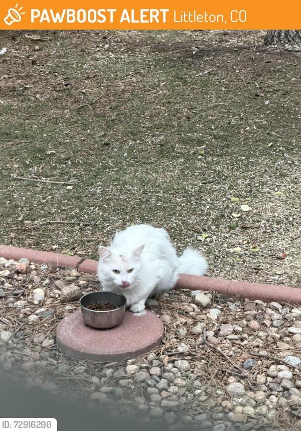 Found/Stray Unknown Cat last seen W Quincy ave and s simms st, Littleton, CO 80127