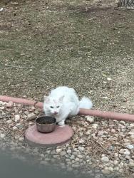 Found/Stray Unknown Cat last seen W Quincy ave and s simms st, Littleton, CO 80127