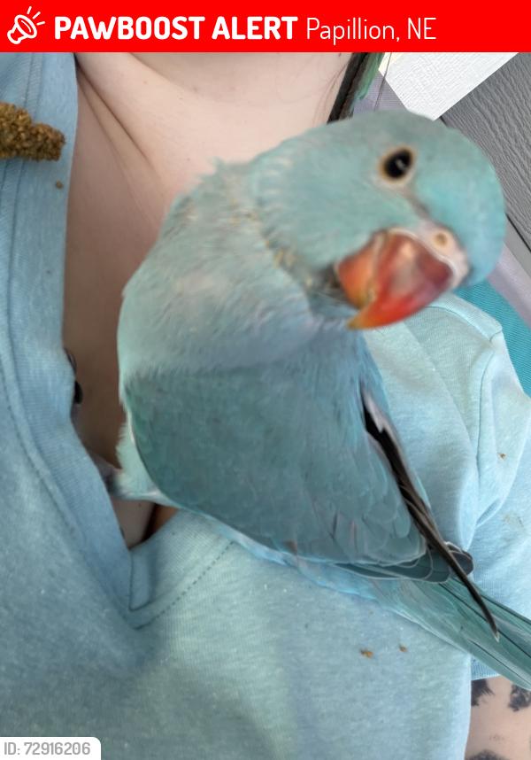 Lost Female Bird last seen 45th & 47th Hansen Ave, ashford hallow , Papillion, NE 68133