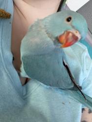 Lost Female Bird last seen 45th & 47th Hansen Ave, ashford hallow , Papillion, NE 68133