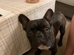 Found/Stray Male Dog last seen Malmedy Rd and Radden Rd, Seaside, CA 93955