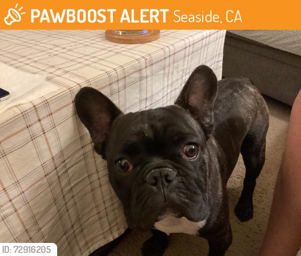 Found/Stray Male Dog last seen Malmedy Rd and Radden Rd, Seaside, CA 93955