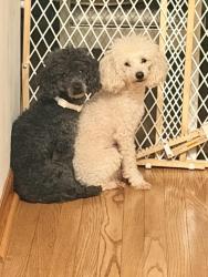 Reunited Male Dog last seen Near n 105th st, Milwaukee, WI 53224