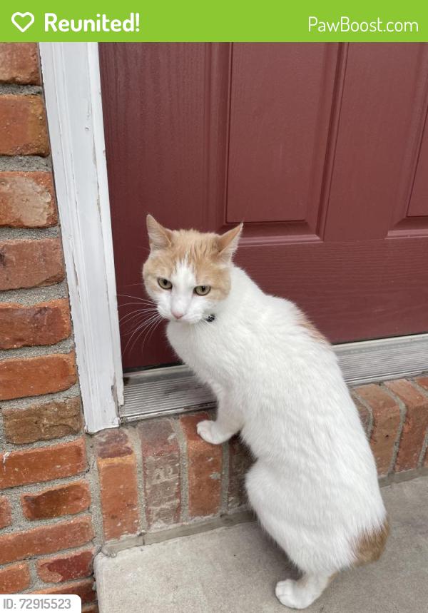 Reunited Male Cat last seen He was returned, Fort Collins, CO 80525