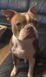 Reunited Female Dog last seen Near BROXTON LANE, SNELLVILLE, GA, Snellville, GA 30039