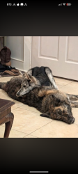 Reunited Female Dog last seen Rainbow glen road , Fallbrook, CA 92028