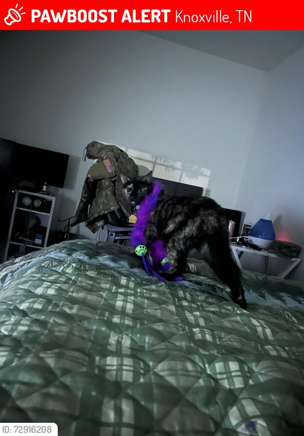 Lost Female Cat last seen Big apmt complex, Eagle Pointe., Knoxville, TN 37931