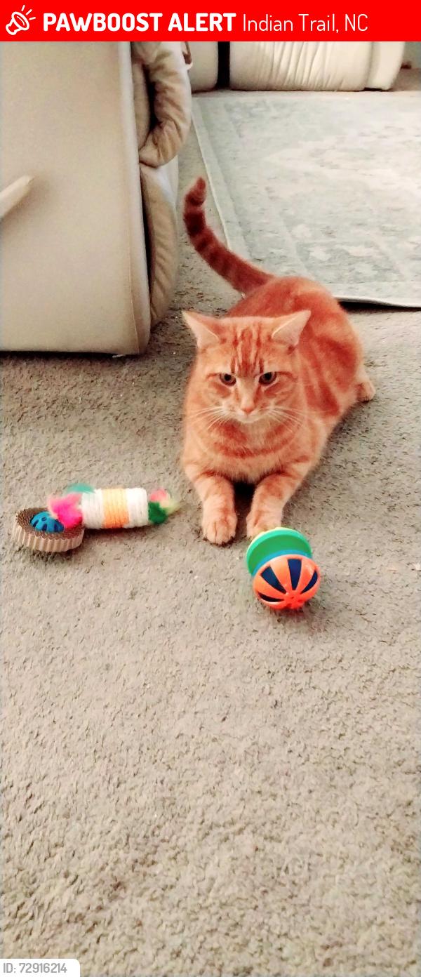 Lost Male Cat last seen Thorndale and Orby St in Sheridan subdivision, Indian Trail, NC 28079