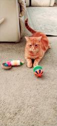 Lost Male Cat last seen Thorndale and Orby St in Sheridan subdivision, Indian Trail, NC 28079