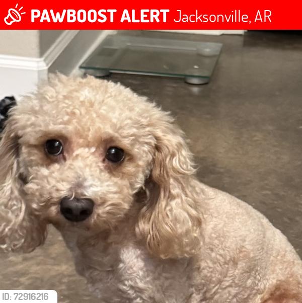 Lost Male Dog last seen Stanphil rd, Jacksonville, AR 72076
