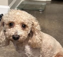 Lost Male Dog last seen Stanphil rd, Jacksonville, AR 72076