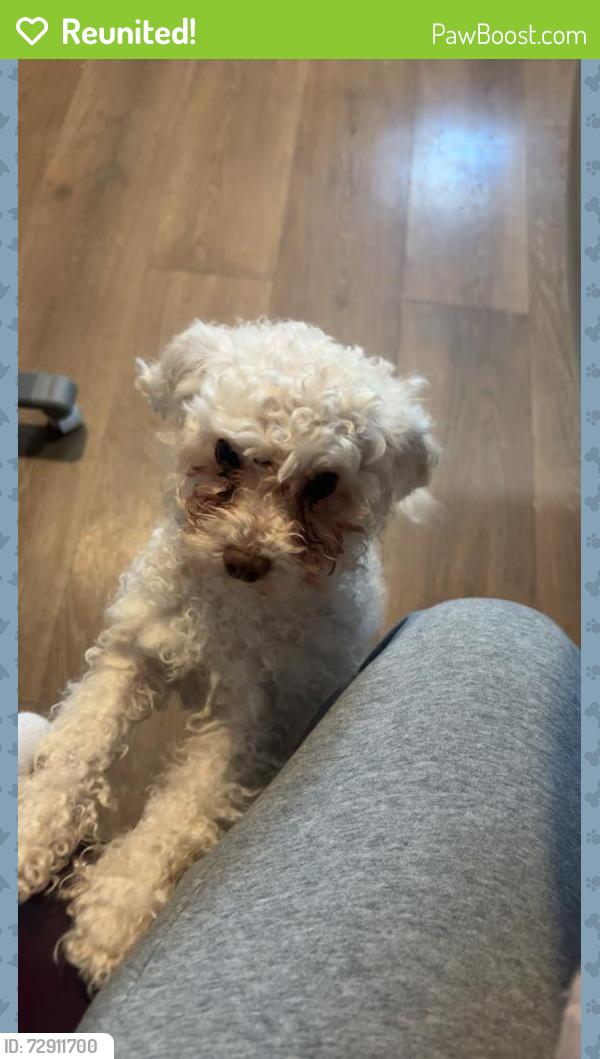 Reunited Male Dog last seen Near West Hallam Ave , Washington, PA 15301