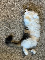 Reunited Female Cat last seen Federal & 112th, Westminster, CO 80031