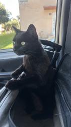 Reunited Female Cat last seen Hammond and  Douglas, Pasadena, CA 91104