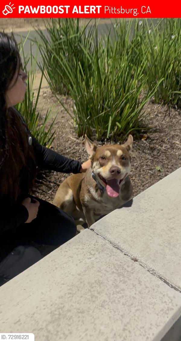Lost Male Dog last seen Polaris drive pittsburg , Pittsburg, CA 94565