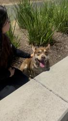 Lost Male Dog last seen Polaris drive pittsburg , Pittsburg, CA 94565