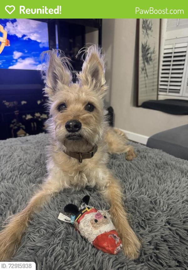 Reunited Male Dog last seen Brown and Higley, Mesa, AZ, Mesa, AZ 85205