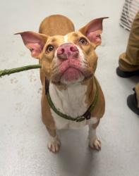 Shelter Stray Female Dog last seen Midwest City, Oklahoma City, OK 73110