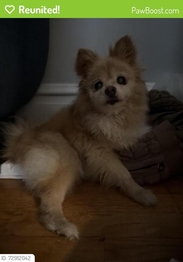Reunited Female Dog last seen Natural Bridge / Lucas and Hunt , St. Louis, MO 63121