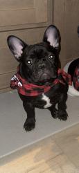 Lost Male Dog last seen Solterra est , Mesquite, TX 75181