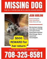 Lost Female Dog last seen East 83rd Street and S Dante Ave, Chicago, IL 60619