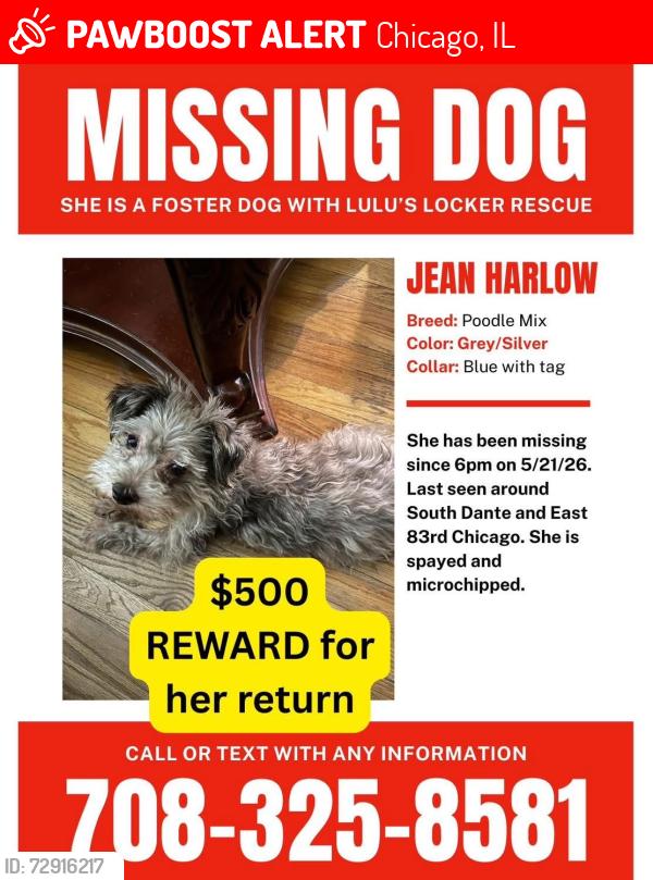 Lost Female Dog last seen East 83rd Street and S Dante Ave, Chicago, IL 60619