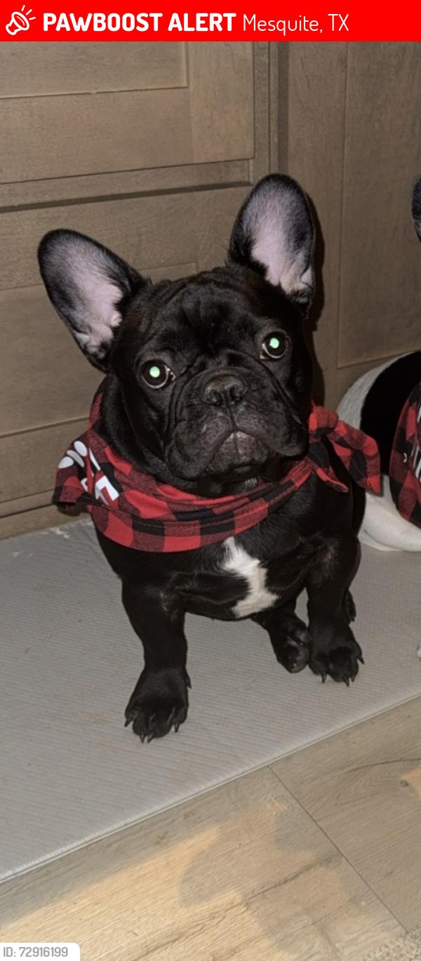 Lost Male Dog last seen Solterra est , Mesquite, TX 75181