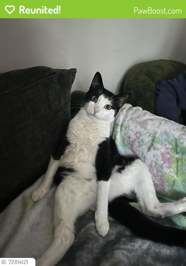 Reunited Male Cat last seen Falls at sope creek apmts , Marietta, GA 30068