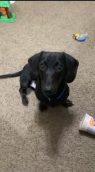 Lost Male Dog last seen Beeson dr and shelton/ ball cut off , Ball, LA 71405